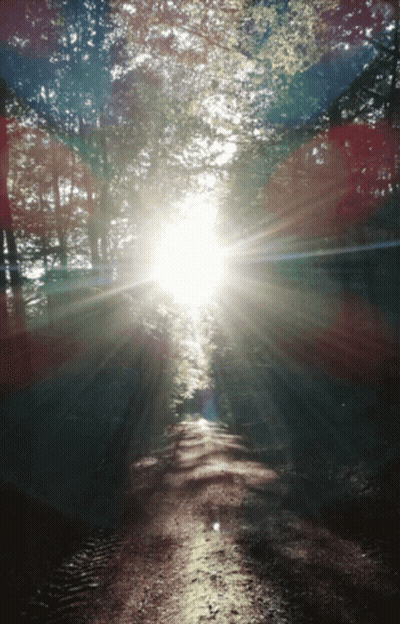 The Sun Is Shining Through The Trees On A Dirt Path GIF