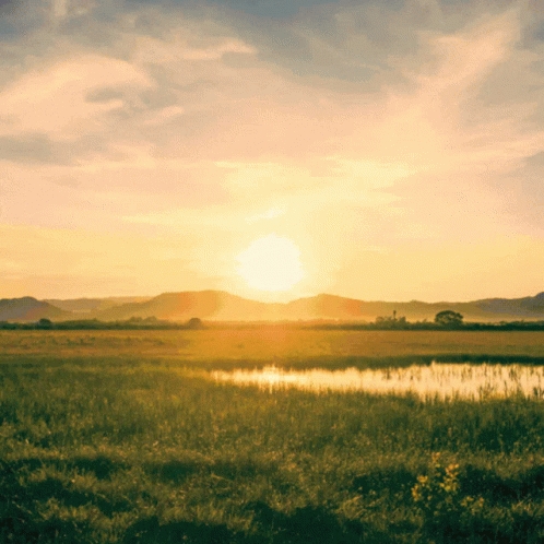The Sun Shines Brightly Over A Grassy Field GIF
