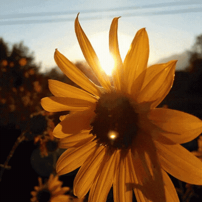 The Sun Shines Through The Petals Of A Yellow Flower GIF