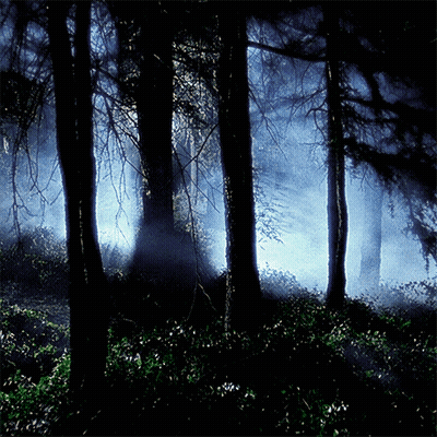 The Sun Shines Through The Trees In The Dark Forest GIF