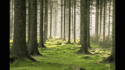 The Sun Shines Through The Trees In This Forest GIF