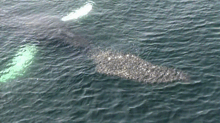 The Whale Attack GIF