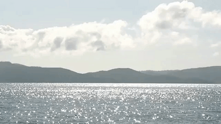 The Whale Dive GIF