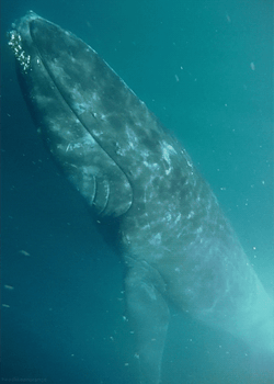 The Whale Just Relaxing GIF