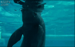 The Whale Playmates GIF