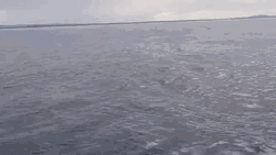 The Whale Showing Up GIF