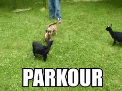 The Word Parkour Is On A Grassy Field With Animals GIF