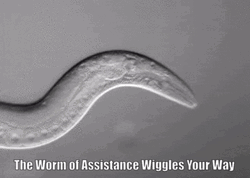 The Worm Of Assistance Wiggles Your Way GIF