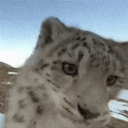 The Yapper Snow Leopard Yap GIF