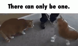 There Can Be Only One Orange Cat GIF