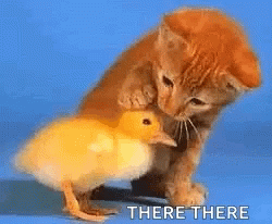 There There Cat Consoling Duckling GIF