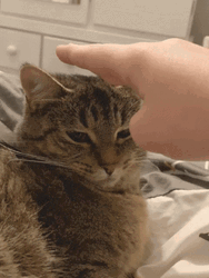 There There Cute Cat Head Pats GIF