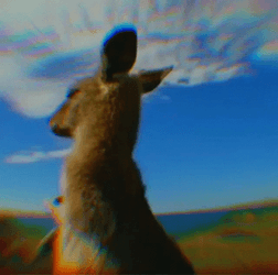 There Trippy Kangaroo And Was Much Rejoicing GIF