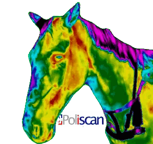 Thermal Horse Head Poliscan Sticker