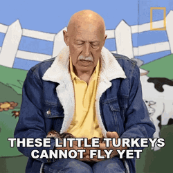 These Little Turkey Cannot Fly Yet