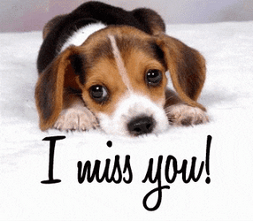 They Missed You Dog GIF