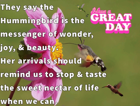 They Say The Hummingbird Is The Messenger Of Wonder , Joy & Beauty GIF