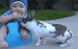 Thief Bunny Steals Baby Biscuit GIF