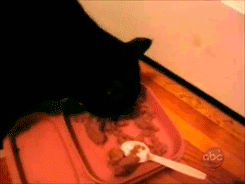 Thief Cat Food Steal GIF