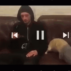 Thief Mask Funny Dog GIF
