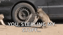 Thief Monkey Stealing Tires GIF
