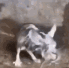 Thin Rat Shivering Wet GIF