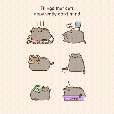 Things Cats Apparently Don't Mind GIF