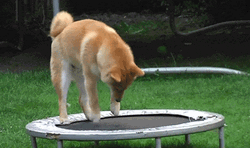 Things That Bounce Dog On Trampoline GIF