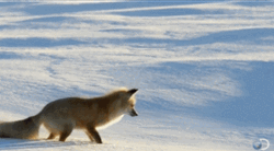 Things That Bounce Wolf On Snow GIF