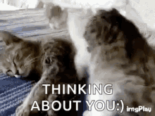 Thinking About You Sweet Cat Hug GIF