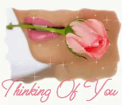 Thinking Of You Pink Rose