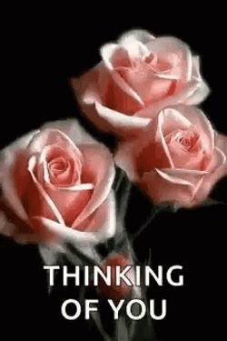 Thinking Of You Pink Roses Flower Blooming GIF