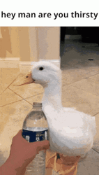 Thirsty Duck Ignoring Water GIF