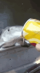 Thirsty Fish Drank Skol Beer GIF