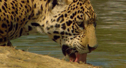 Thirsty Jaguar Drinking GIF