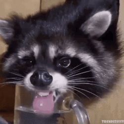 Thirsty Racoon Drinking From Glass GIF
