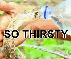 Thirsty Snake Drinking Water GIF