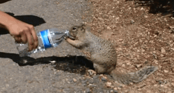 Thirsty Squirrel Given Water GIF