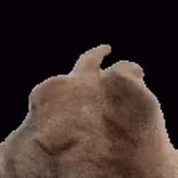 This Bunny Is In The Vibe GIF