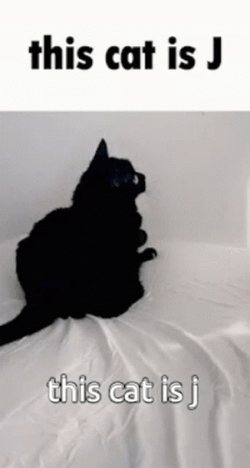 This Cat Is J GIF