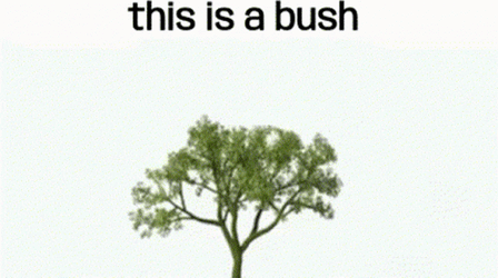 This Is A Bush GIF