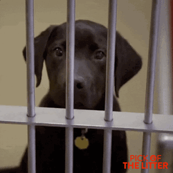This Place Is A Prison Cute Dog  GIF