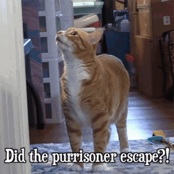 This Place Is A Prison Purrisoner Cat GIF