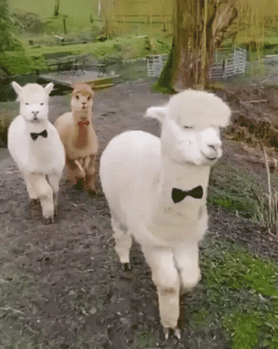 Three Alpacas in Bow Ties Walking
