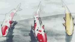 Three Anime Koi Fish Together GIF