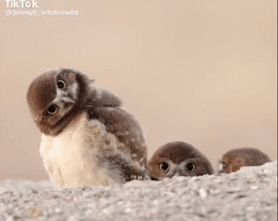 Three Baby Owls Sitting On Rock GIF