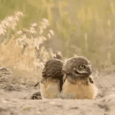 Three Baby Owls Sitting Together Smiling GIF