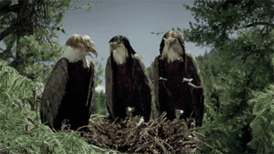 Three Bald Eagles In Nest Looking At Camera GIF