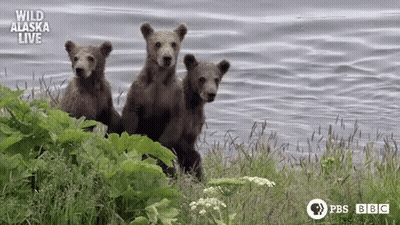 Three Bear Cubs Are Standing In The Grass Near A Lake . GIF