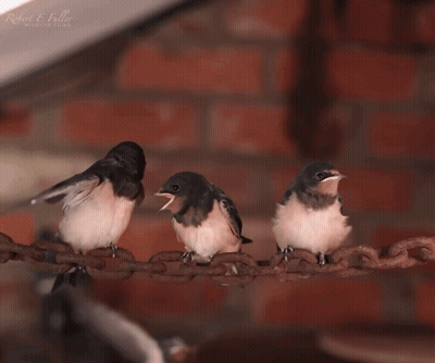 Three Birds Are Perched On A Rusty Chain With Robert E. Baller Written On The Bottom Right GIF